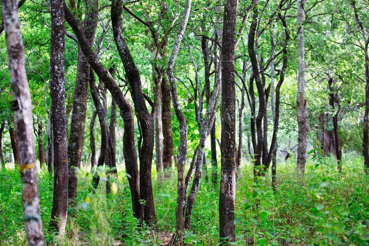 Marayoor sandalwood forest 18km from Kanthaloor resort